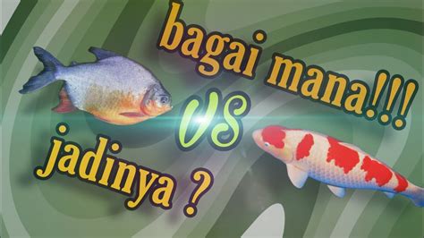 Ikan Bawal Dicampur Ikan Koi Bagai Mana Jadinya YouTube