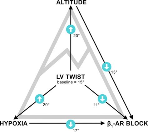 Left Ventricular Twist Is Augmented In Hypoxia By Adrenergic