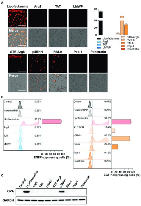 Evaluation Of Cpp Mrna Mediated Protein Expression A Representative