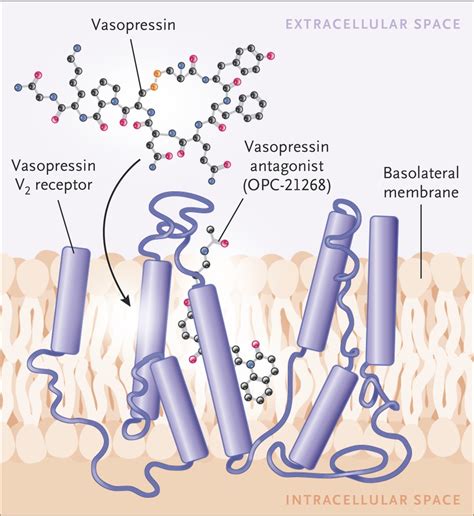 Vasopressin