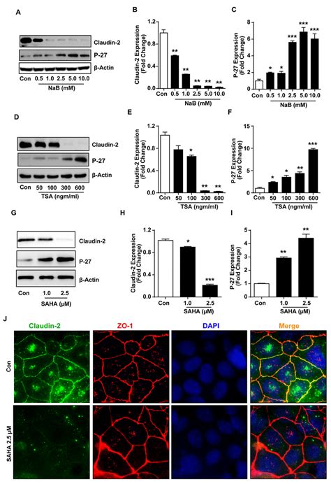 Histone Deacetylase HDACs Inhibitors HDACi Induce Differentiation