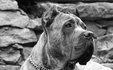 Cane Corso Wallpapers Top Free Cane Corso Backgrounds Wallpaperaccess