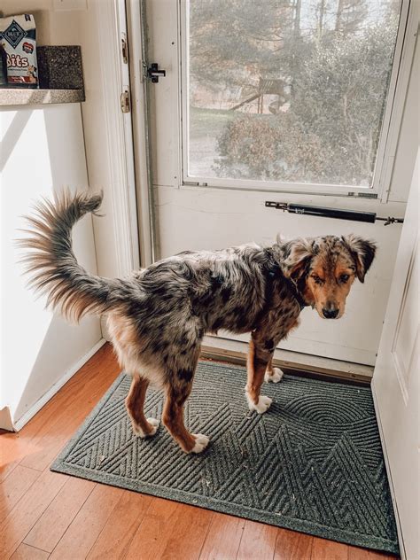 Australian Shepherd Tail Docking: Why + How? — Busbee Aussies