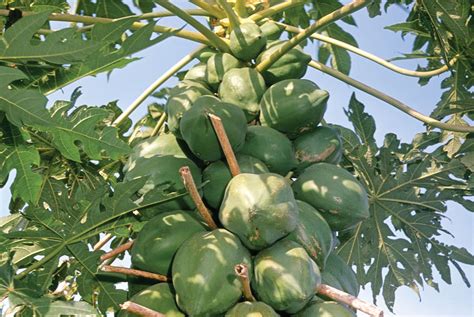 Papaya Description Cultivation Uses Facts Britannica