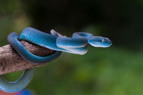 Trimeresurus Insularis Serpiente V Bora Azul En La Rama Foto Premium