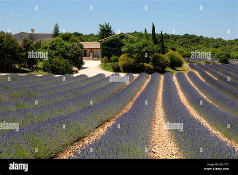 Farmhouse And Lavender Field In The Provence France Stock Photo Alamy