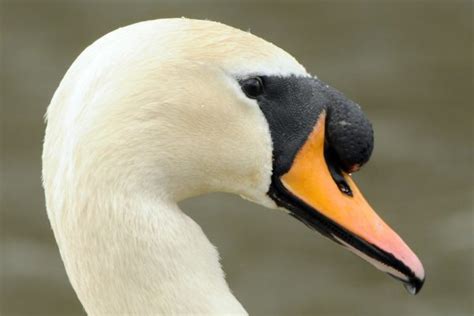 Mute Swan - BirdWatch Ireland