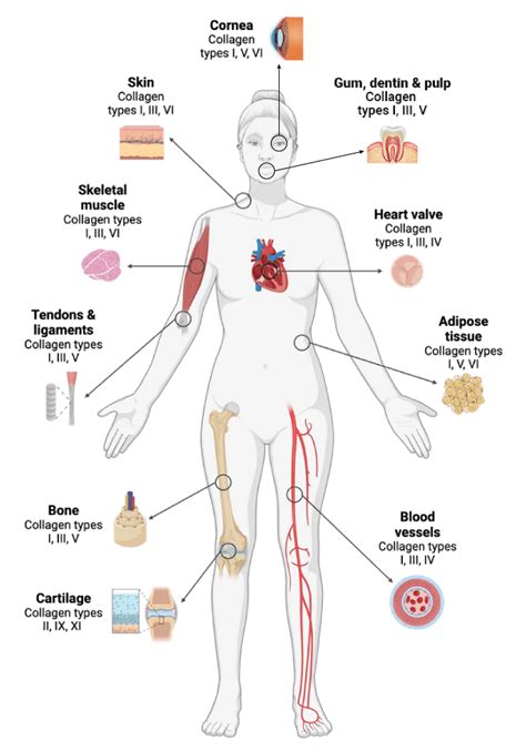 Truths and Myths about Collagen Types - Colpropur