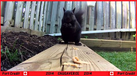 Backyard Squirrel Youtube