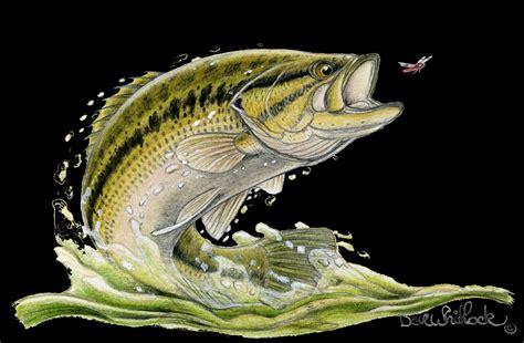 Largemouth Bass Wallpaper ·① WallpaperTag