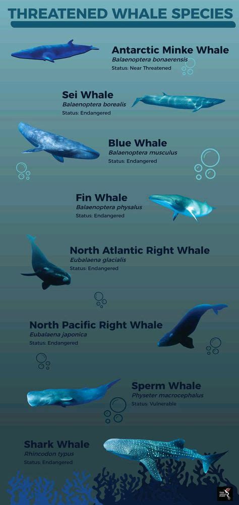 Top 10 whale species ideas and inspiration