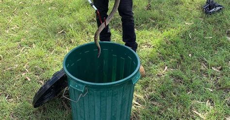 Australia Insegnante Ucciso Dal Morso Di Un Serpente In Un Asilo Nido