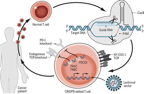 Crispr Engineered T Cells In Patients With Refractory Cancer Science