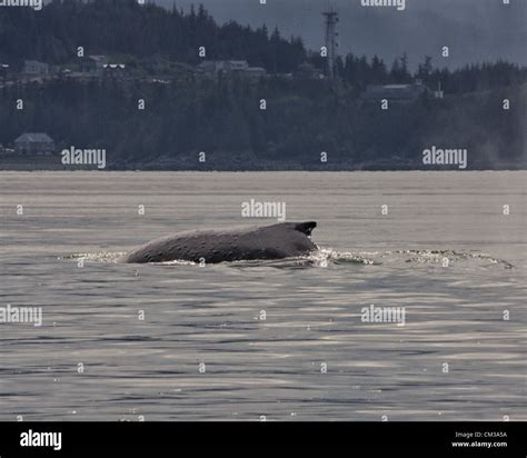 July 5 2012 Borough Of Juneau Alaska Us The Dorsal Fin Of A