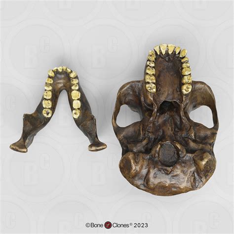 Australopithecus afarensis Skull - Bone Clones - Osteological Reproductions