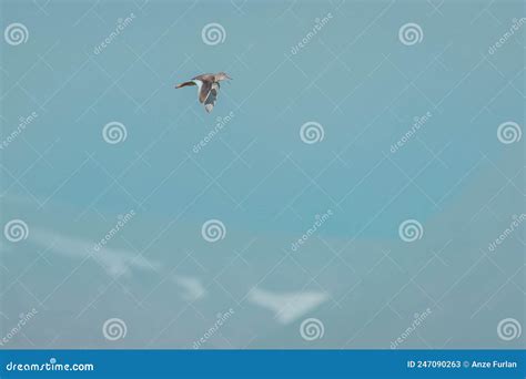 Common Redshank or Tringa Totanus, Typical Bird in Iceland Seen in the ...