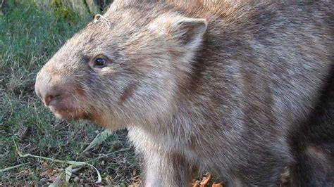 WOMBAT – Wildlife Mountain Australia