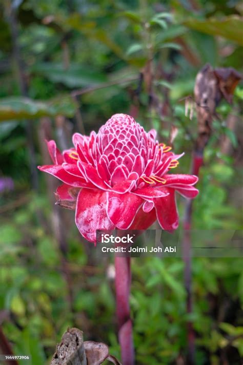 Bunga Kantan Known As Torch Ginger Flower With Scientific Name