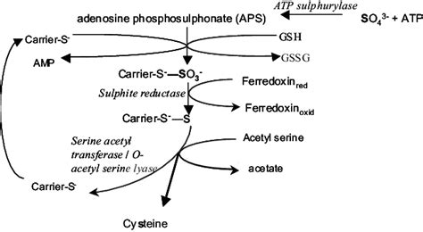 The Pathway For Assimilation Of Nitrate By Microalgae And Its Download Scientific Diagram