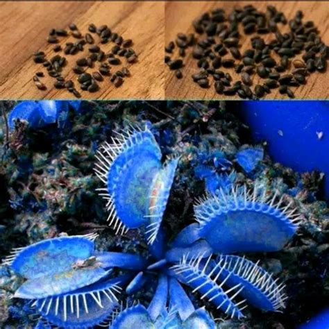 Jual BIBIT VENUS FLYTRAP BIRU TANAMAN CARNIVORA PEMAKAN SERANGGA ...