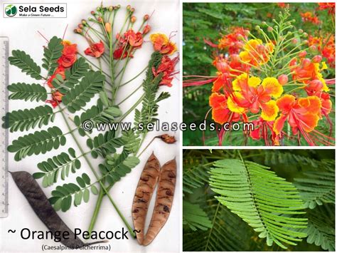 Orange Peacock Flower Seeds Caesalpinia Pulcherrima Sela Seeds