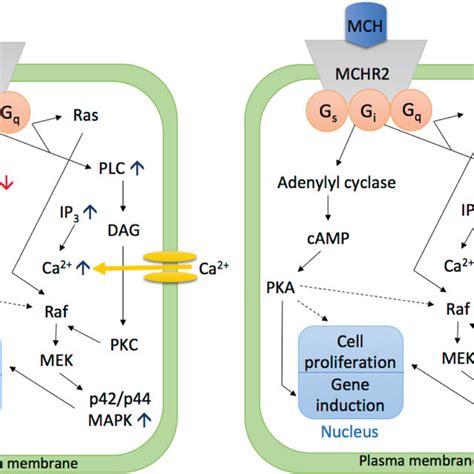 Signalling Pathways Of Melanin Concentrating Hormone Receptor 1 MCHR1