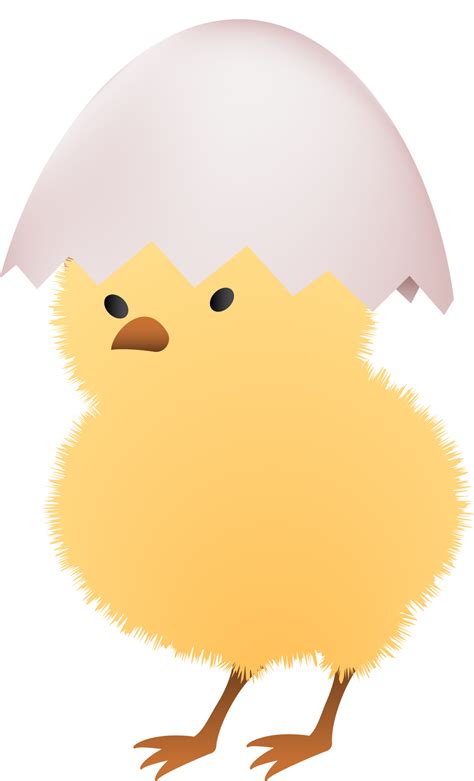 Free Chick In Broken White Egg Upper Part Png With Transparent