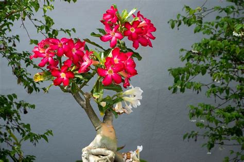 Rosas Do Deserto Dicas Rápidas E Práticas Para Cultivar Essa Planta