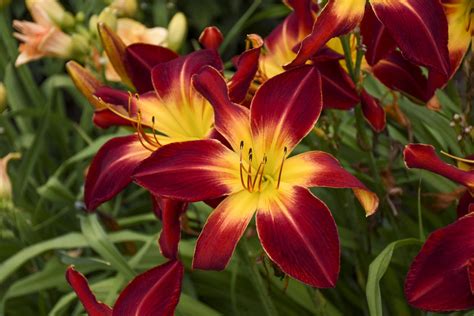 Daylily Care The Farmer S Daughter