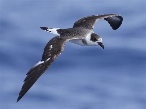 Black Capped Petrel Ebird