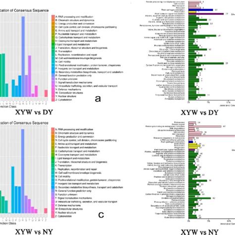 Cog And Kegg Classifications Of Degs In Two Comparisons A B Xyw Vs