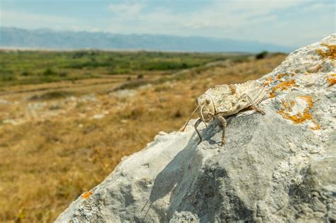 Premium Photo Eastern Stone Grasshopper Prionotropis Hystrix Sitting On A Rock