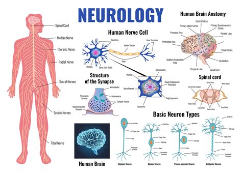 What Is Neuroscience In Psychology