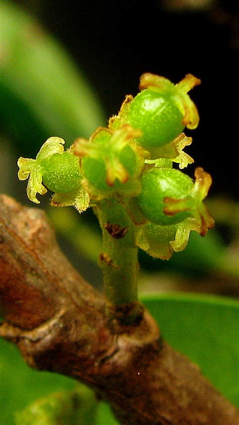 Richeria Grandis Images Useful Tropical Plants