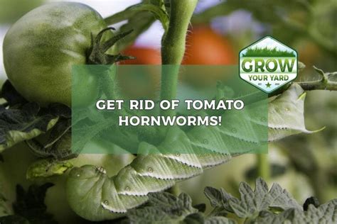 4 Effective Techniques To Get Rid Of Tomato Hornworms Grow Your Yard