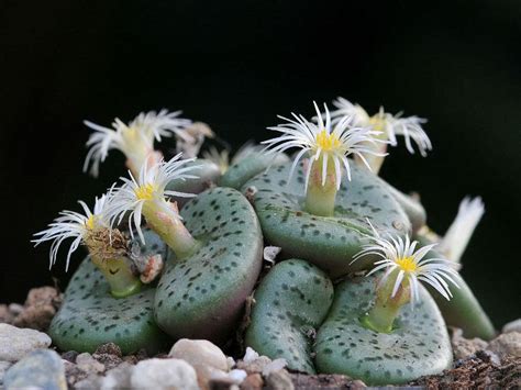 Conophytum Obcordellum Dumpling World Of Succulents Succulents