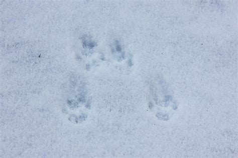 Animal Tracks In The Snow In Western Maine