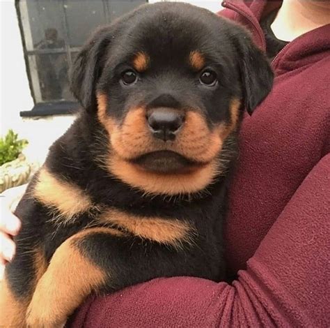 Rottweiler Puppies For Sale | Chicago, IL #330642