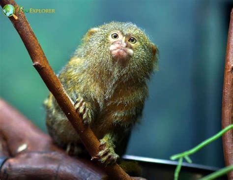 Finger Monkey | Pygmy Marmoset Fun Facts | Cebuella pygmaea