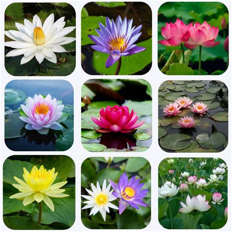 Lotus Flower Mixed Color Seeds Online Organicbazar