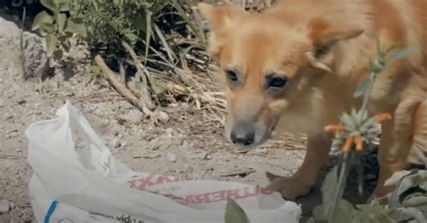 One Brilliant Idea Saved The Lives Of Thousands Of Vulnerable Street Dogs