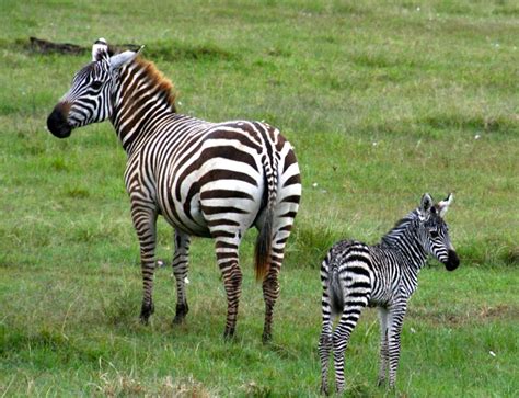 Kenya. Lake Nakuru | Our Travel Photo Gallery