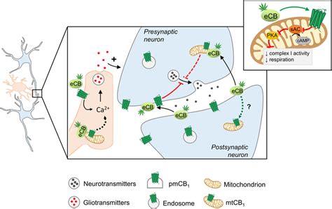 Mitochondriaassociated Cb Receptor Control Synaptic Function During