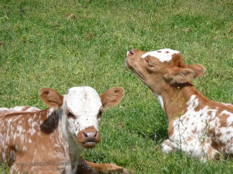 Texas Longhorn Cattle