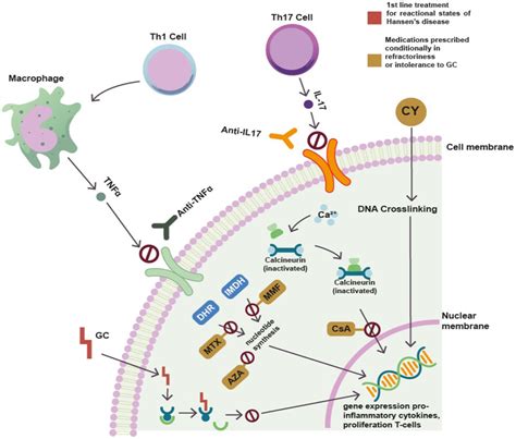 Synthetic And Biological Disease Modifying Antirheumatic Drugs And