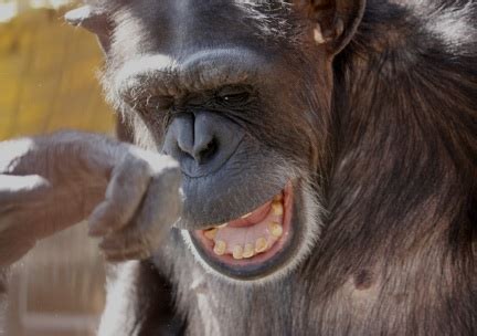 Chimpanzee smiles