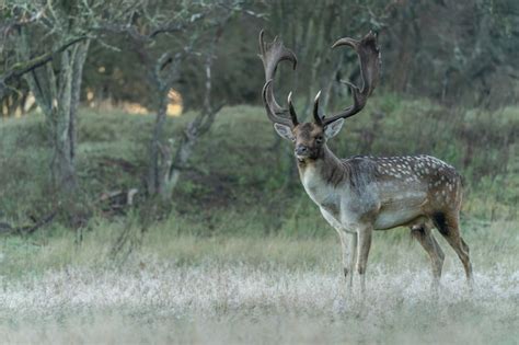 Premium Photo Male Fallow Deer Dama Dama In Rutting Season