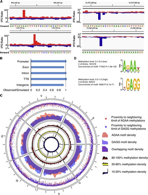 Dna Methylation On N6 Adenine In C Elegans Cell