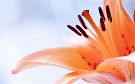 Wallpaper Sky Brown Orange Peach Pollen Spring Flower Plant