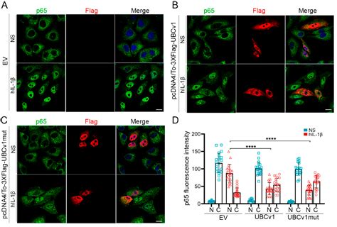 Viruses Free Full Text African Swine Fever Virus Ubiquitin Conjugating Enzyme Is An